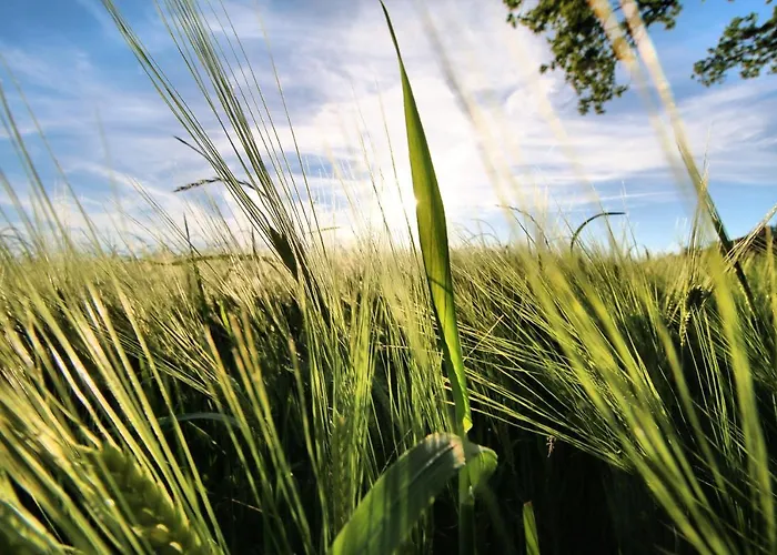 Gaestehaus Wuehrer アパート *